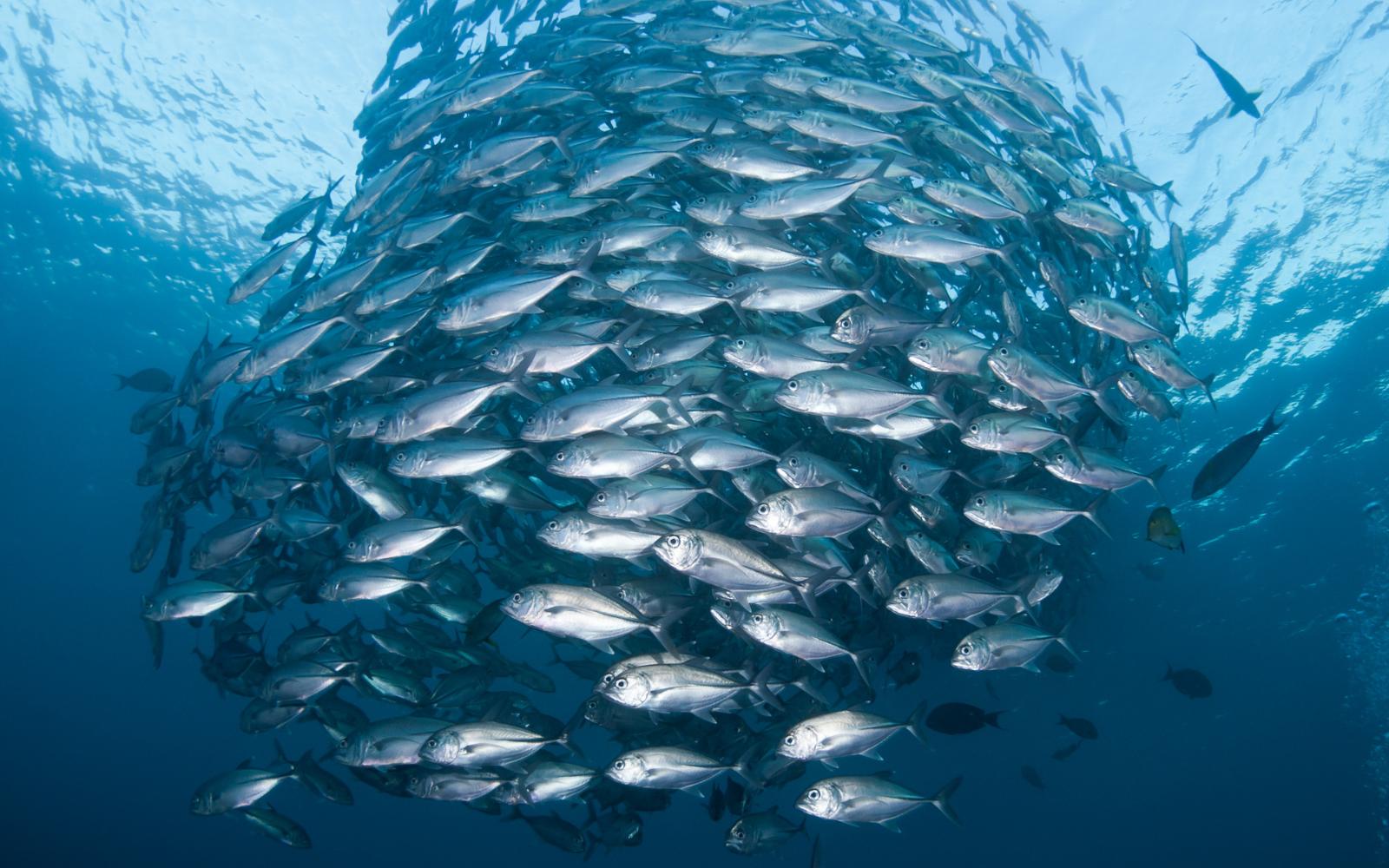 Connected marine ecosystems and coastal cooperation