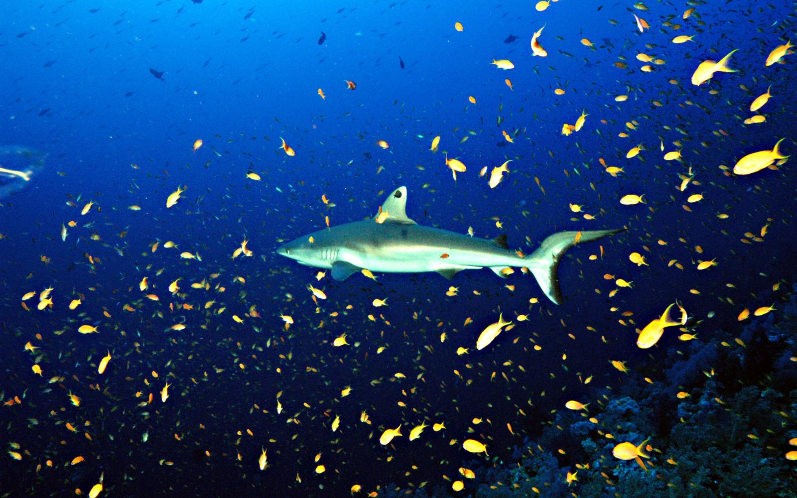 Marine life observed by professional divers in the field