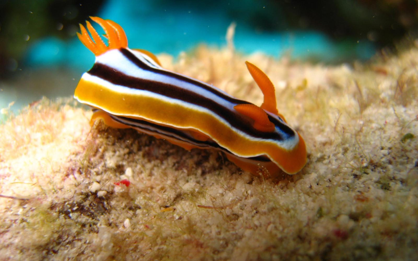 Marine biodiversity observation and species awareness