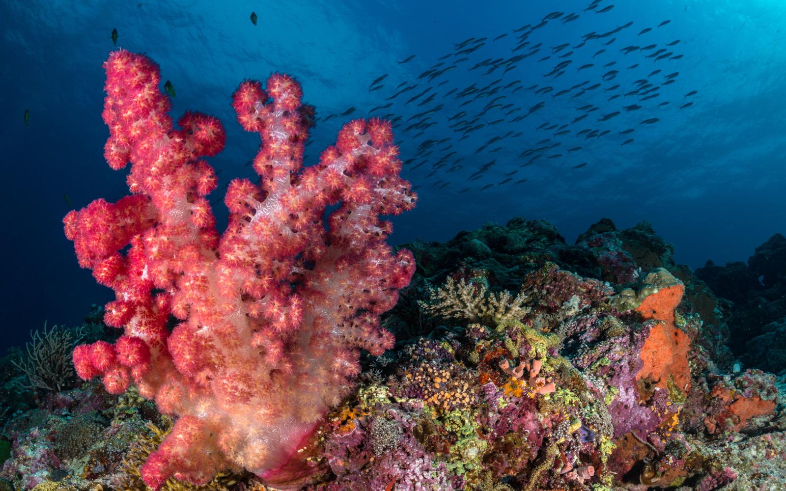 Healthy marine seascape and coastal biodiversity
