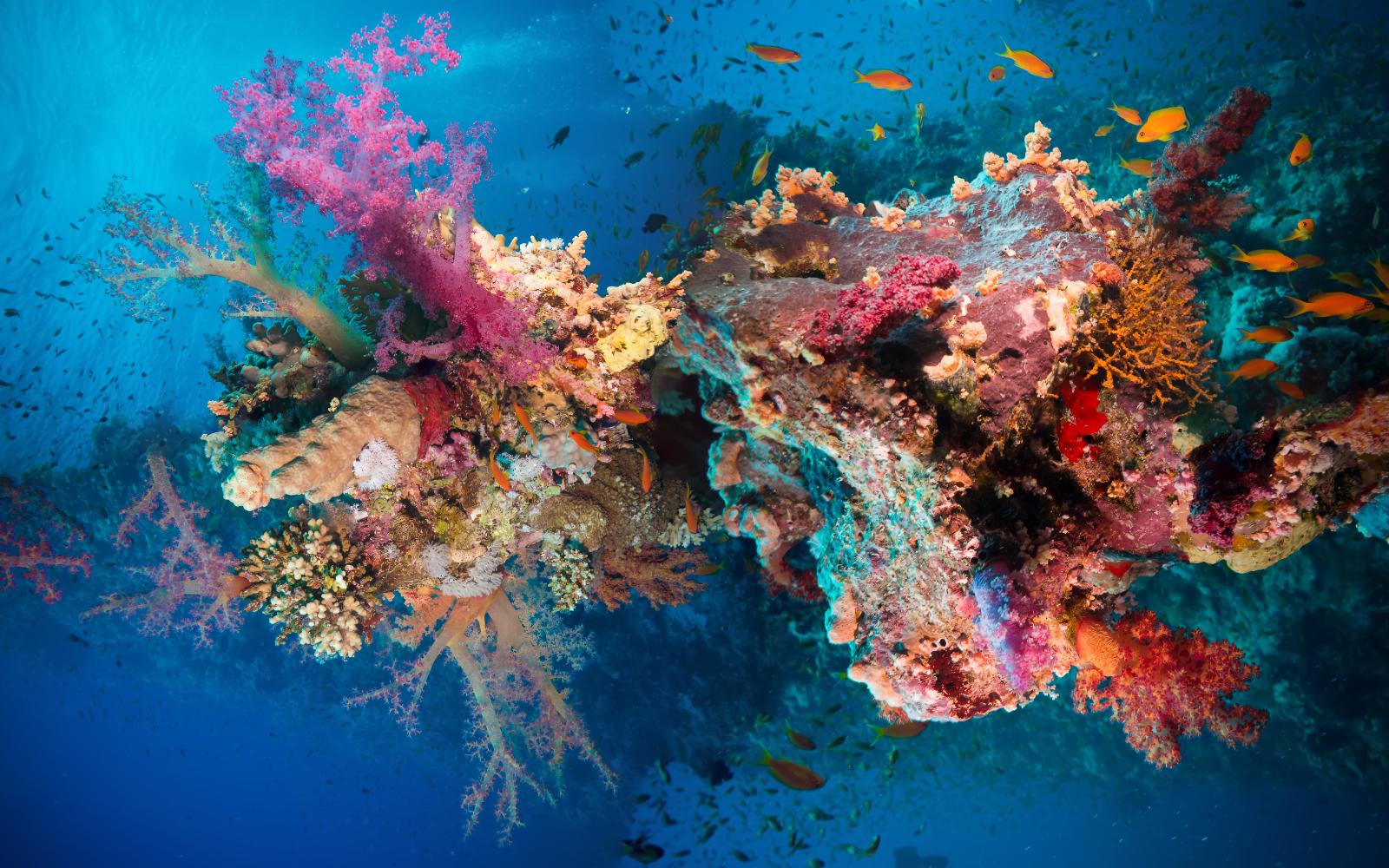 Marine field environment shaped by pollution, warming and coastal pressure