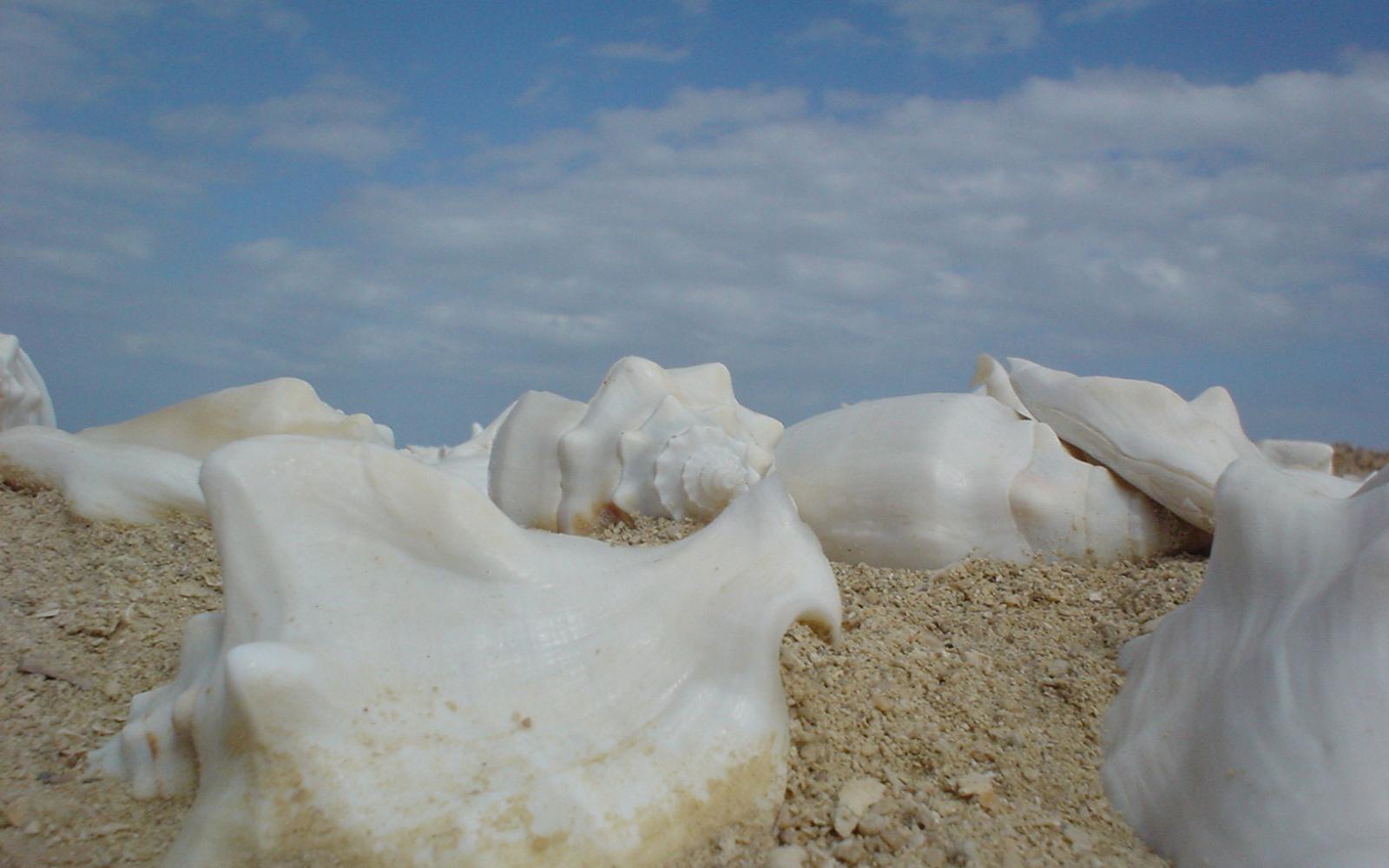 Operation Northern Seas coastal biodiversity and cold-water systems