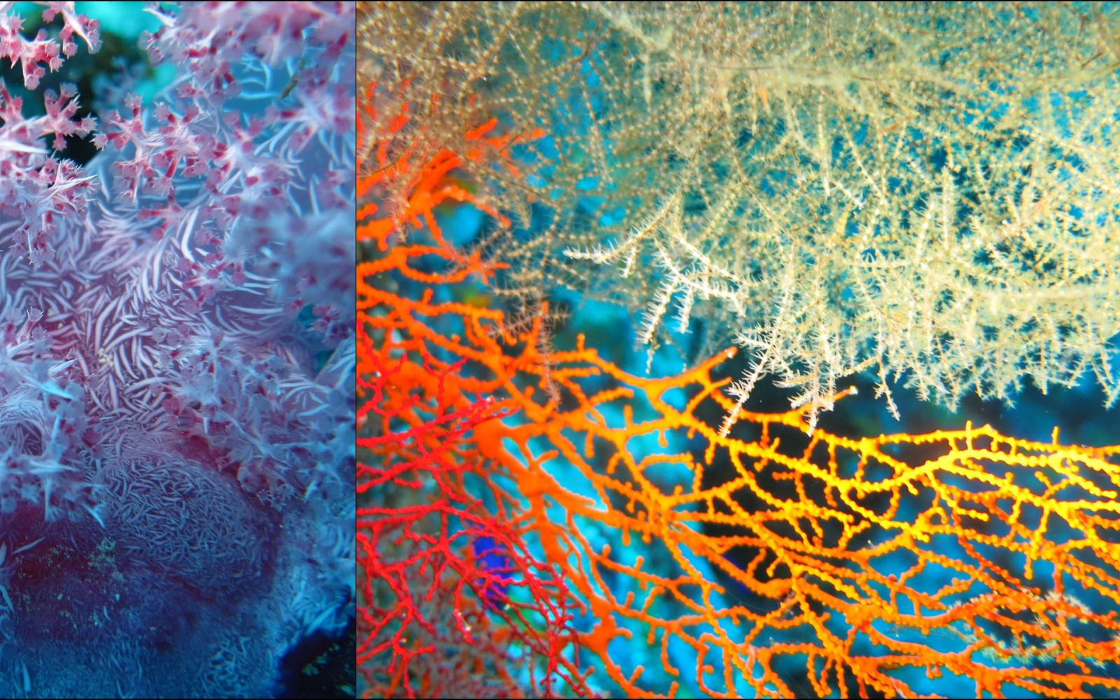 Soft corals representing marine biodiversity and coastal value