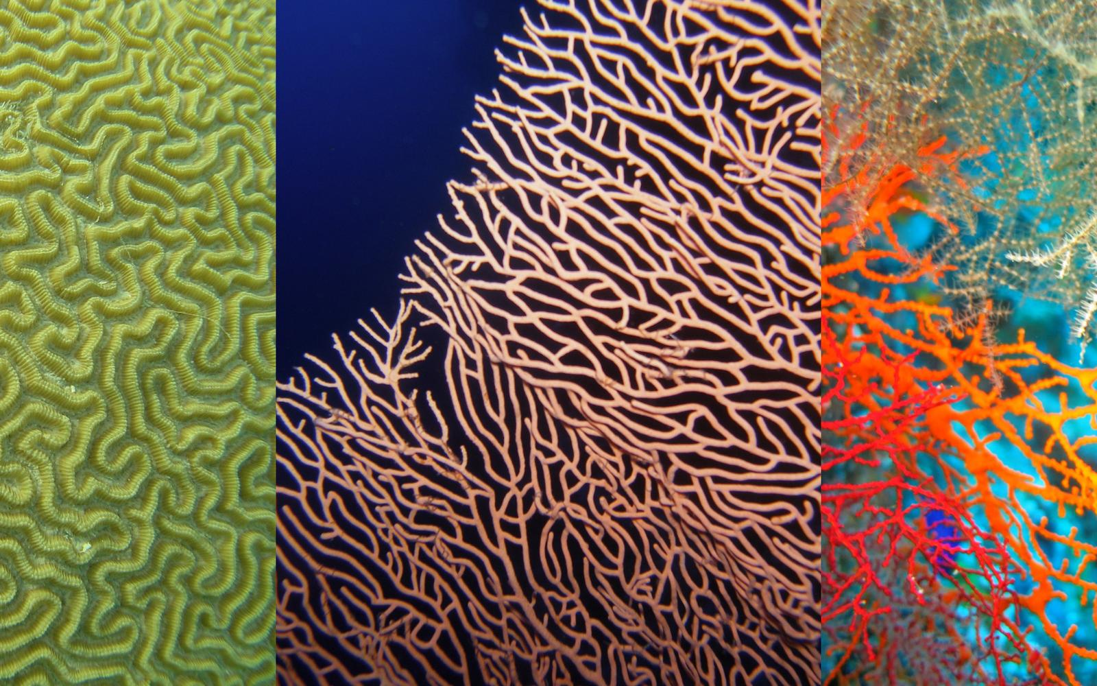 Marine restoration and biodiversity recovery