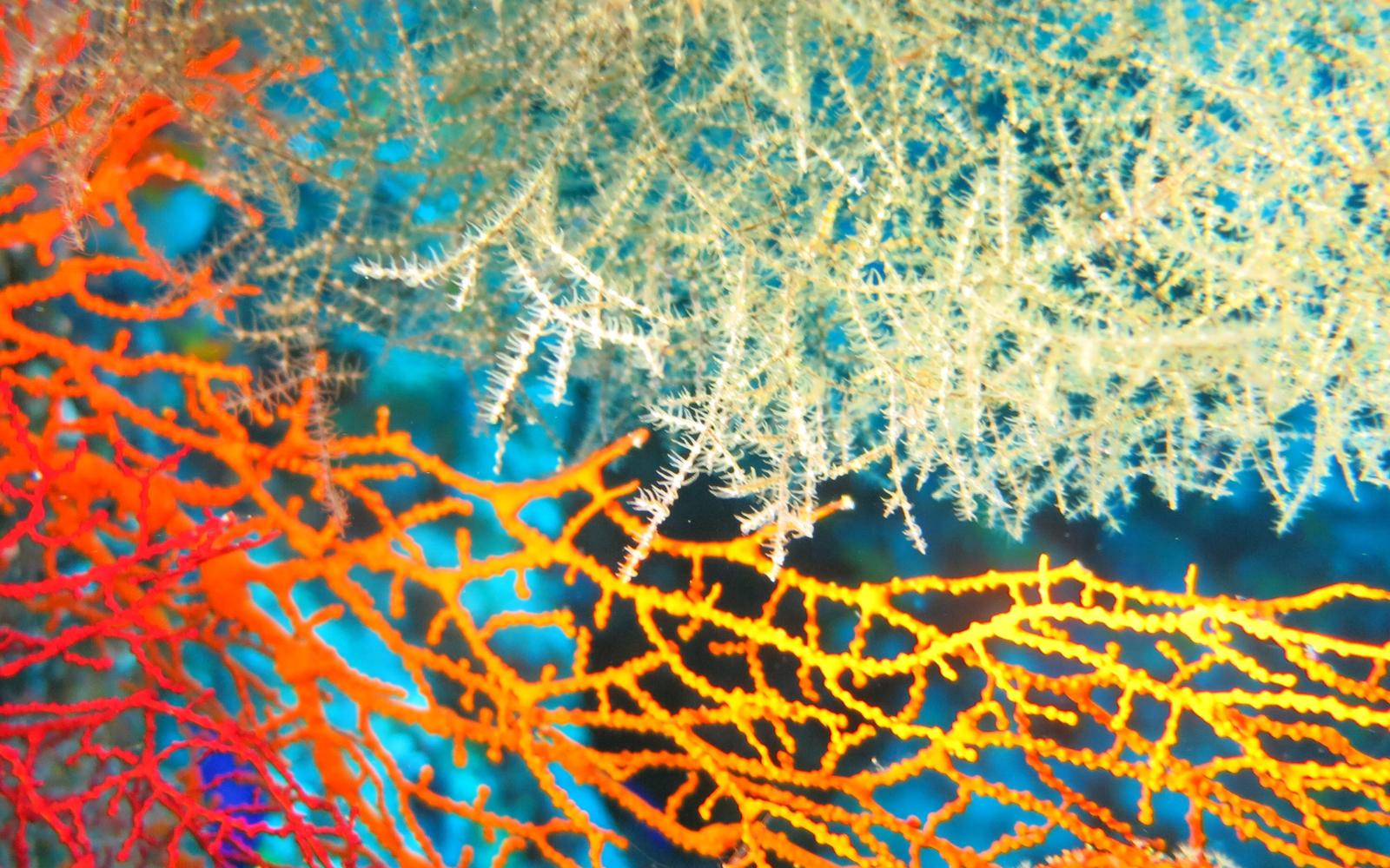 Operation Red Sea reef and coral biodiversity