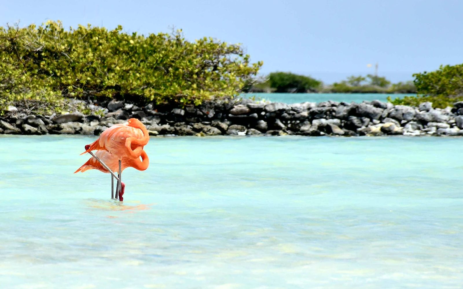 Flamingo in shallow coastal water near mangroves