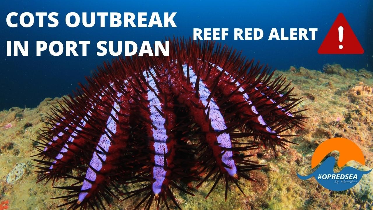 RED ALERT: Crown of thorns starfish outbreak on the reefs of Port Sudan